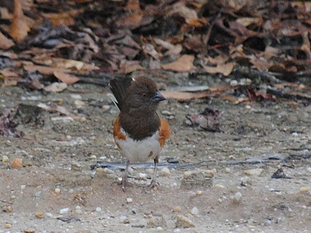 Eastern Towhees