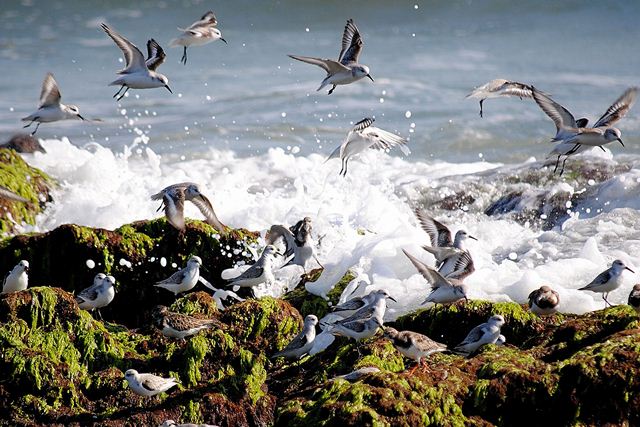 Sanderlings and Ruddy Turnstones
