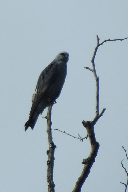 Mississippi Kite