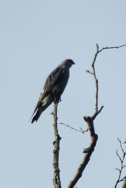 Mississippi Kite