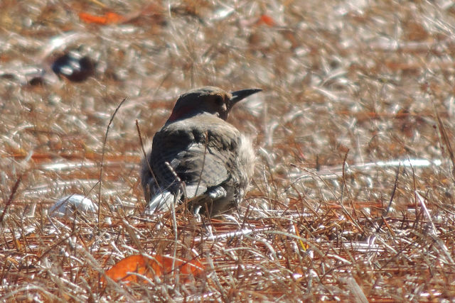 Northern Flicker