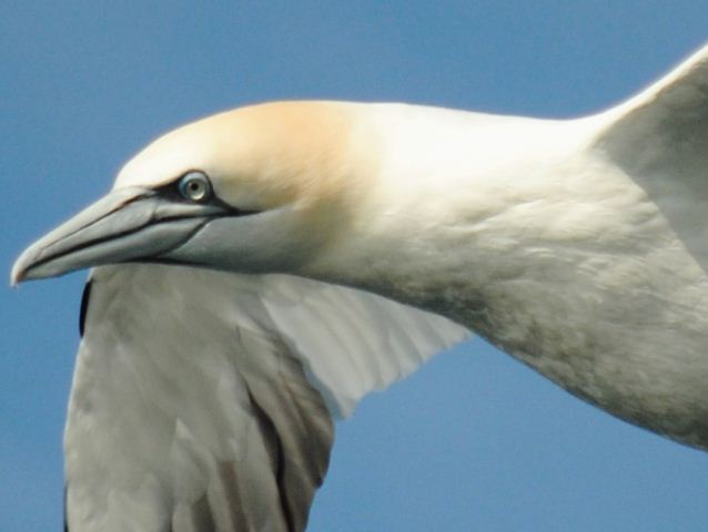 Northern Gannets