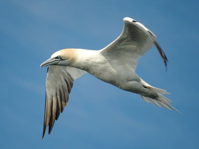 Northern Gannets