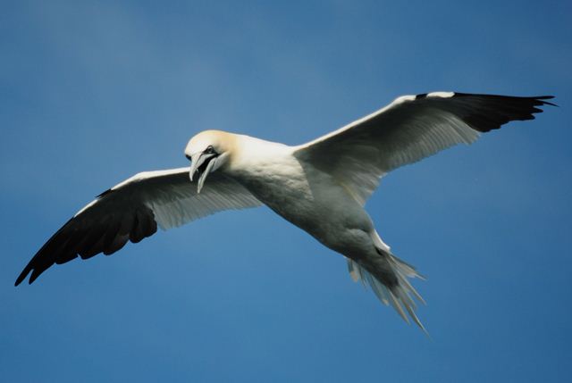 Northern Gannets