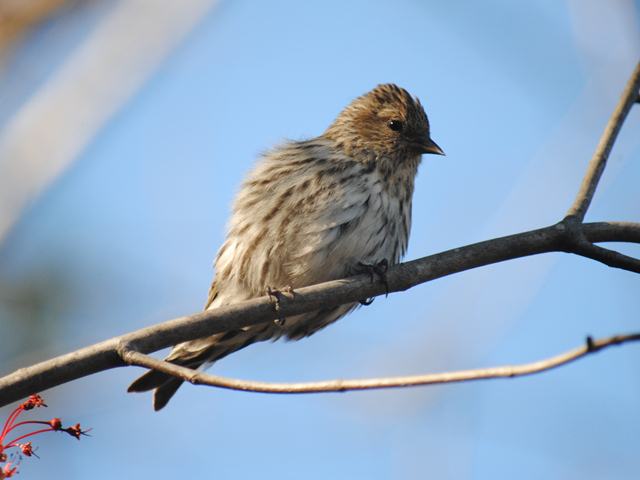 Pine Siskin