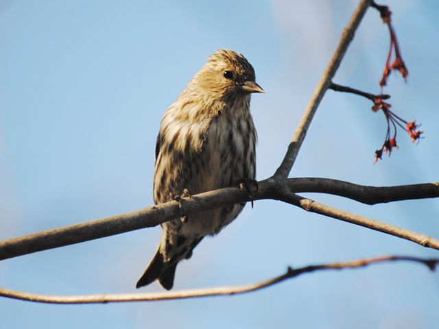 Pine Siskin
