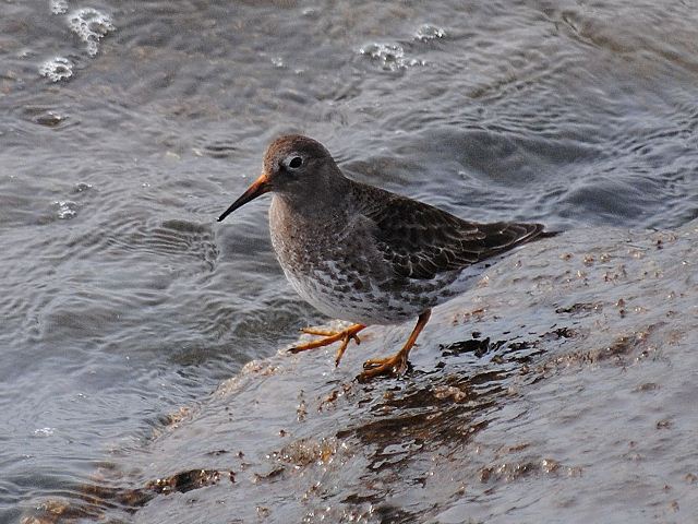 Purple Sandpiper