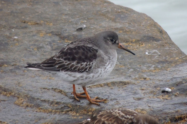 Purple Sandpiper