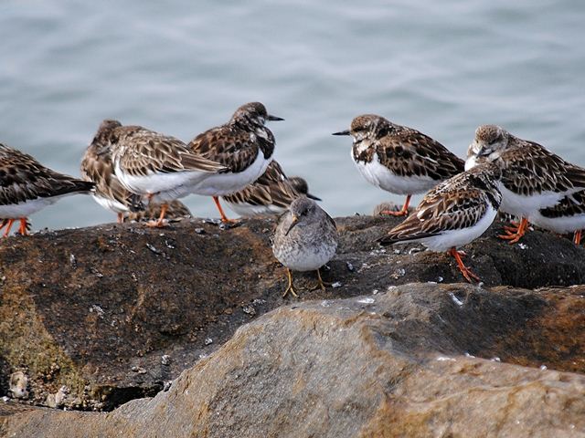 Purple Sandpiper