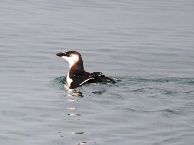 Razorbill