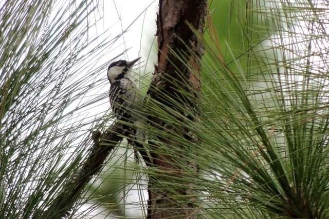 Red-cockaded Woodpecker