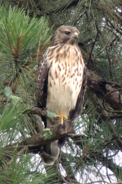 Red-shouldered Hawk