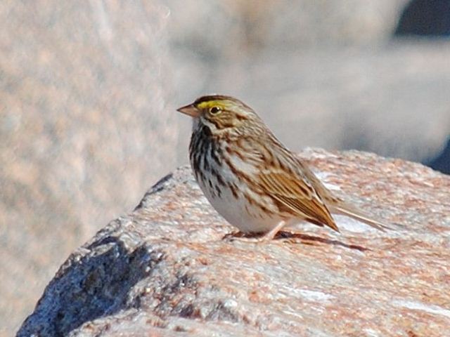 Savannah Sparrow