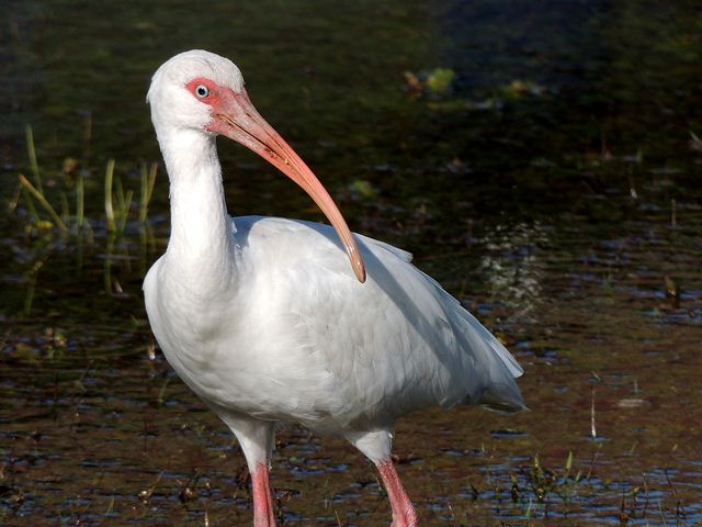 White Ibis