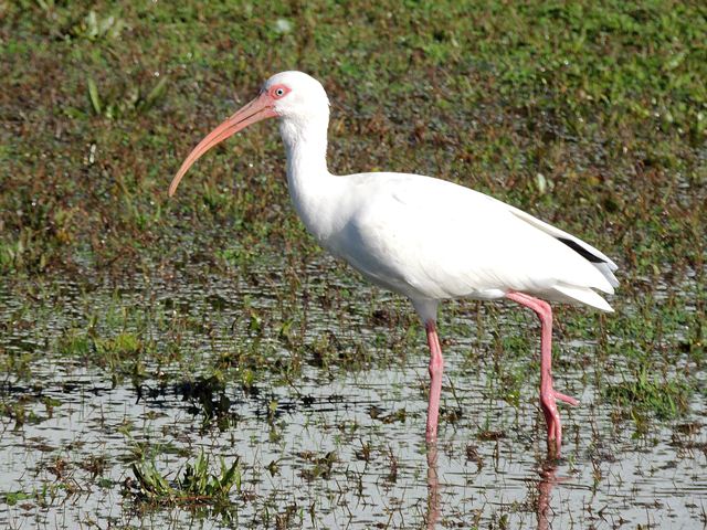 White Ibis