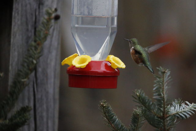 Rufous/Allen's Hummingbird