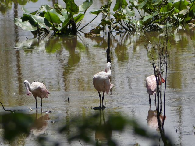 Roseate Spoonbill