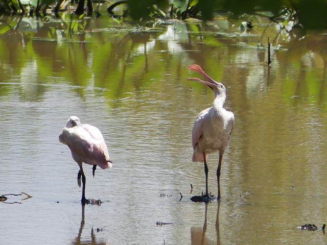 Roseate Spoonbill
