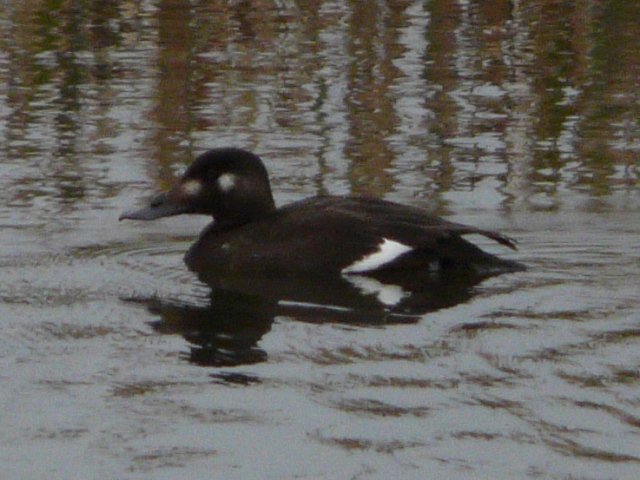 White-winged Scoter