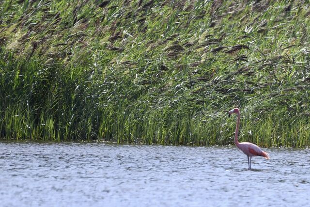 American Flamingo