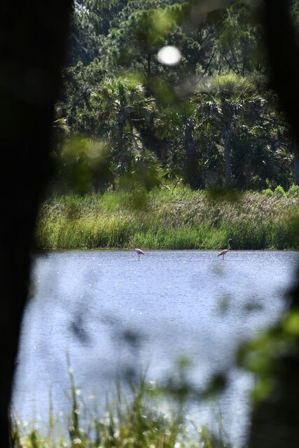 American Flamingo
