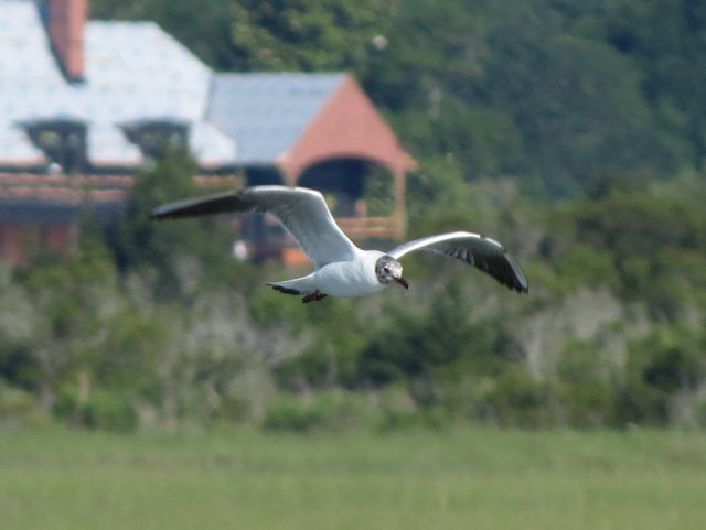 Black-headed Gull