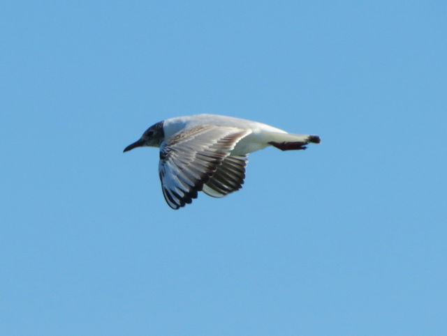 Black-headed Gull