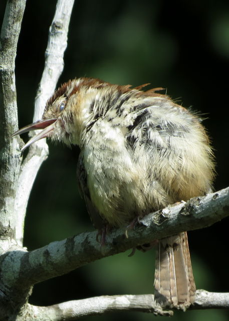 Carolina Wren