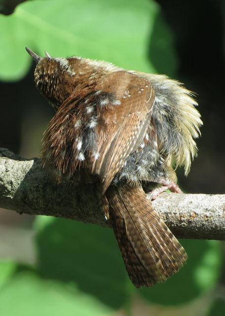 Carolina Wren