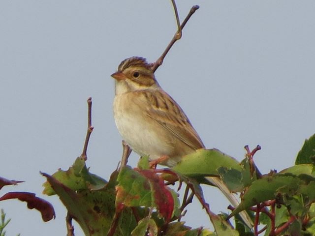 Clay-colored Sparrow