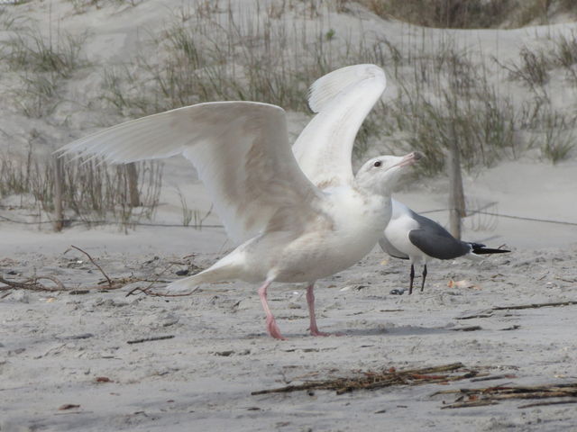 Glaucous Gull