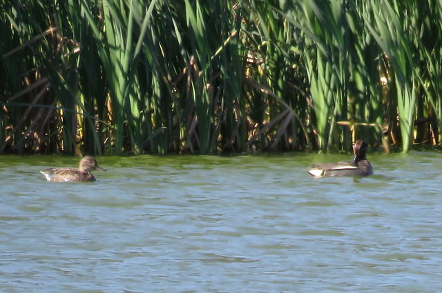 Green-winged Teal (Eurasian)
