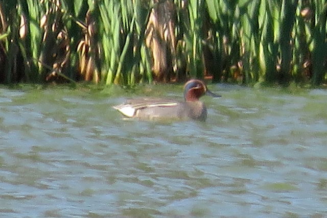 Green-winged Teal (Eurasian)