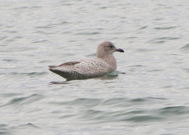 Iceland Gull