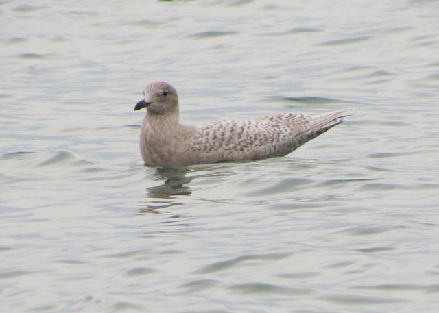 Iceland Gull