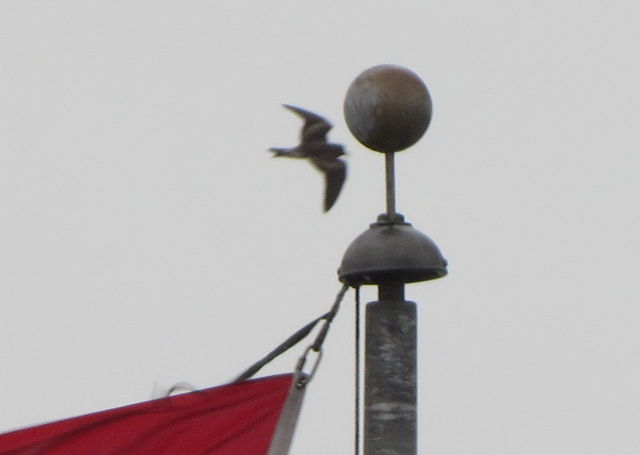 Leach's Storm-Petrel