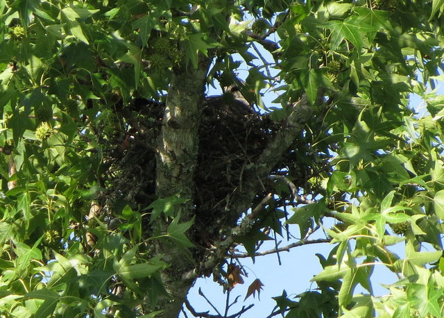 Mississippi Kite