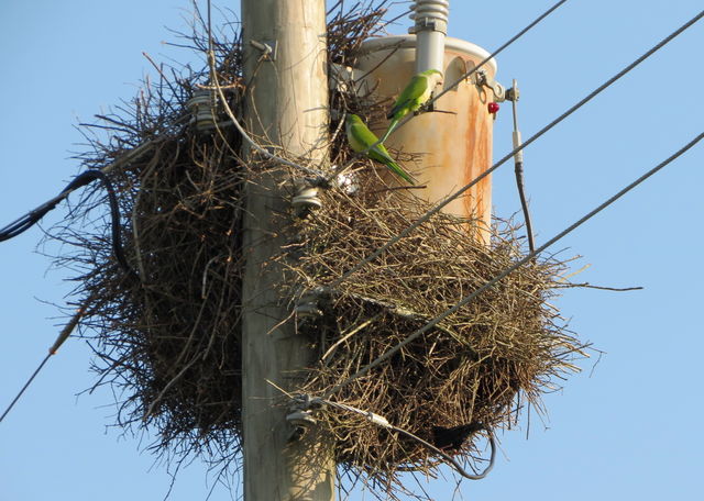 Monk Parakeet