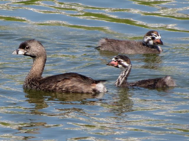 Pied-billed Grebes