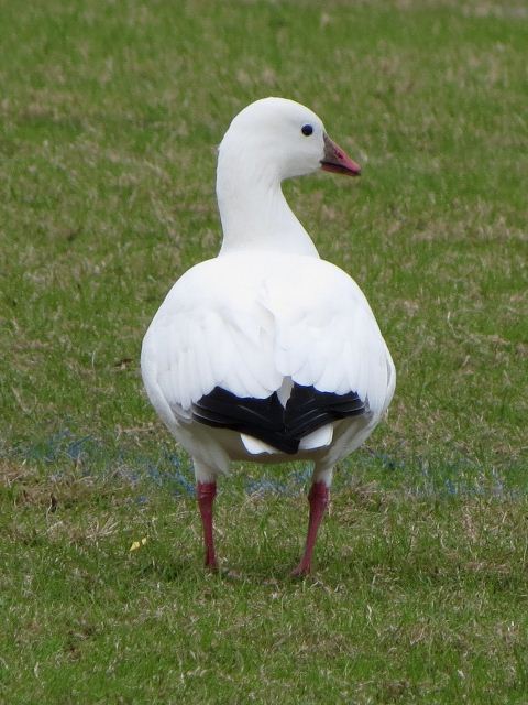 Ross's Goose