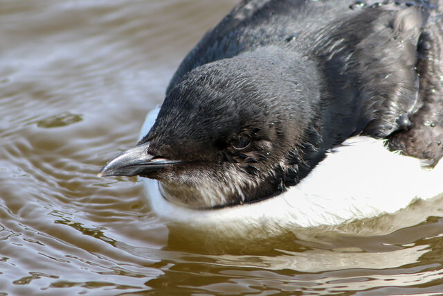 Thick-billed Murre