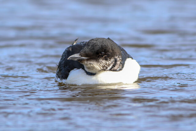 Thick-billed Murre