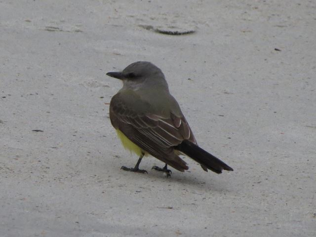 Western Kingbird