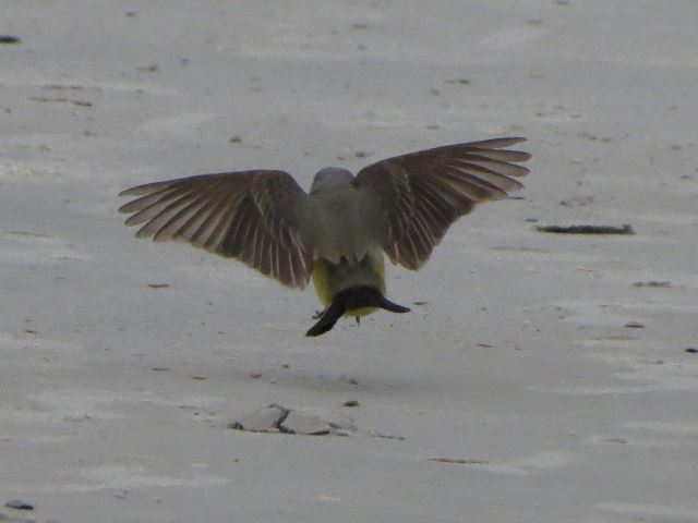 Western Kingbird