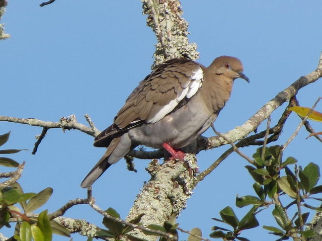 White-winged Dove