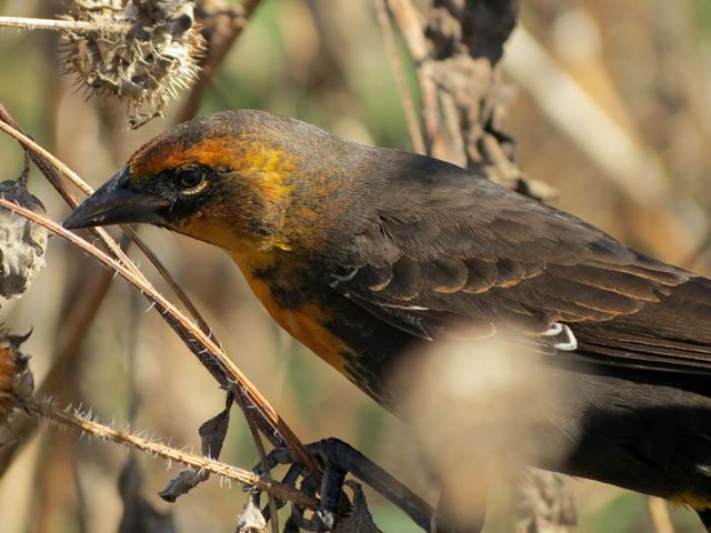 Yellow-headed Blackbird