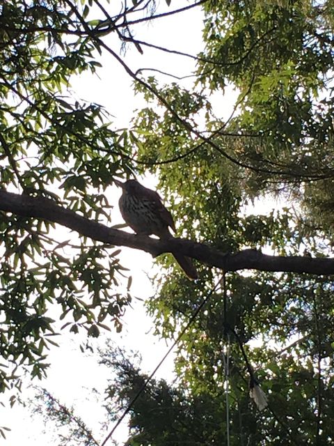 Brown Thrasher