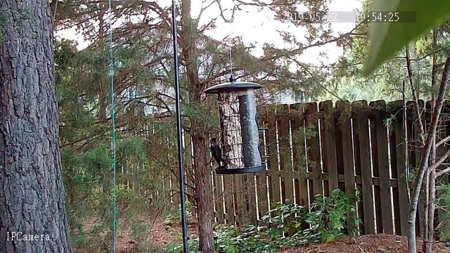 Downy Woodpecker