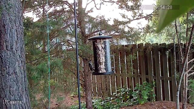 Downy Woodpecker