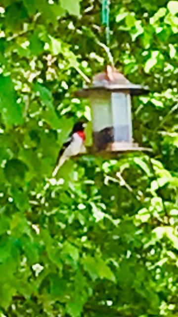 Rose-breasted Grosbeak